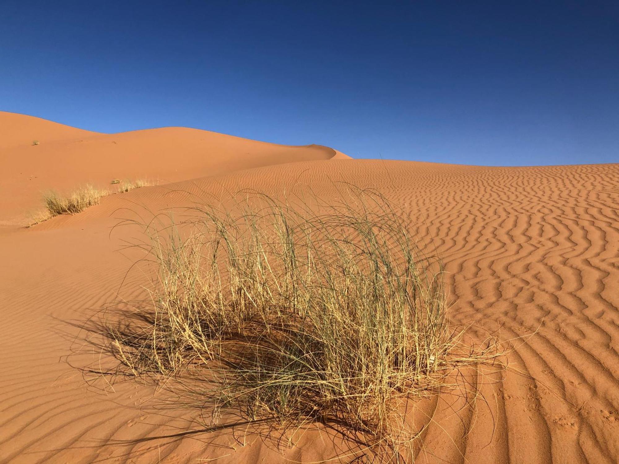 Bivouac Le Petit Prince Merzouga Exteriör bild